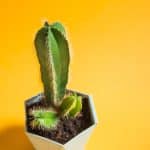Morsom kaktus som ser ut som en erigert penis