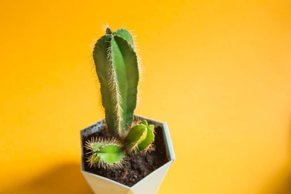 Morsom kaktus som ser ut som en erigert penis
