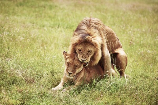 Lion mating with lioness in the grass