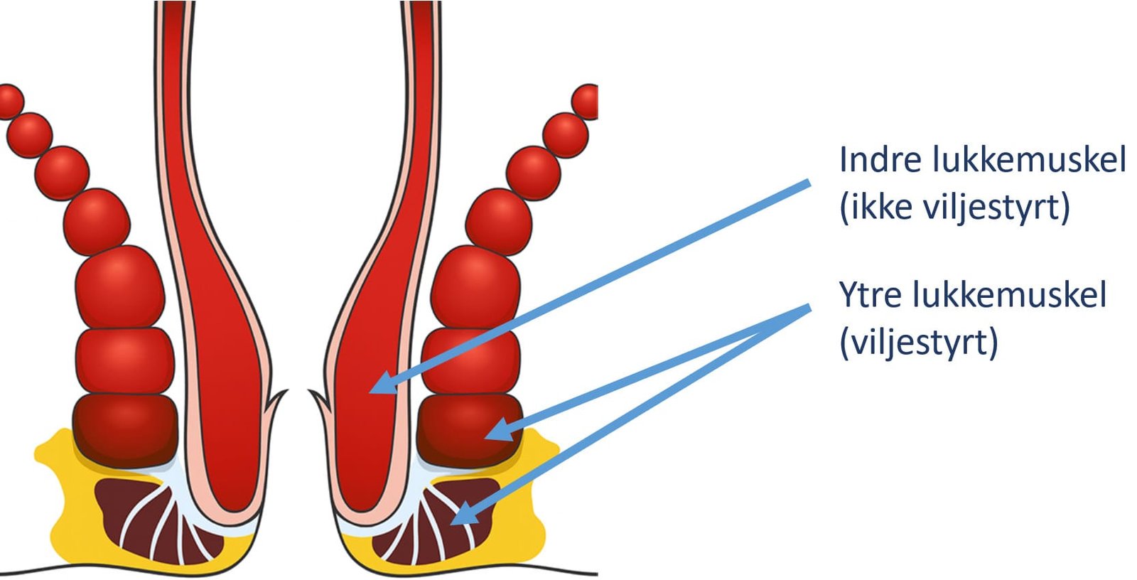 Anatomisk tegning av analåpningen med indre og ytre lukkemuskel